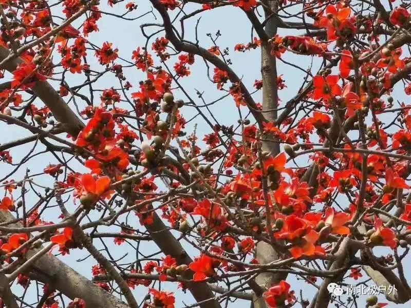 游花都竹洞村 赏黄花风铃木