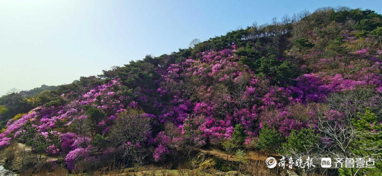 情报站|快来看!日照九仙山杜鹃花绽放,漫山遍野姹紫嫣红