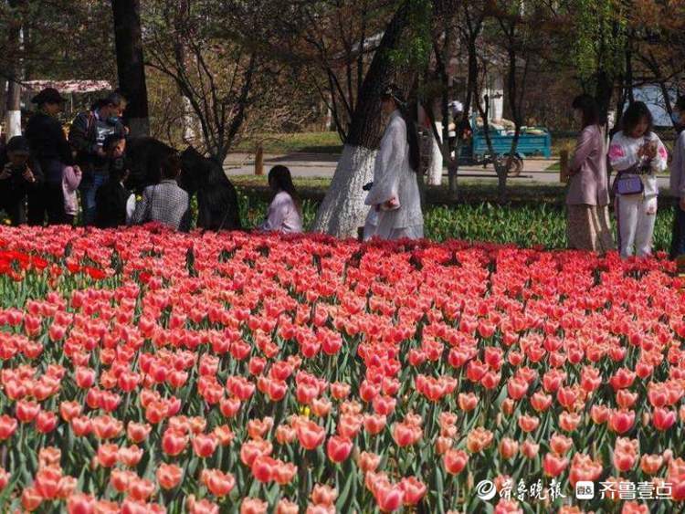 济南植物园百花齐放满园春色,踏青赏花节将开幕