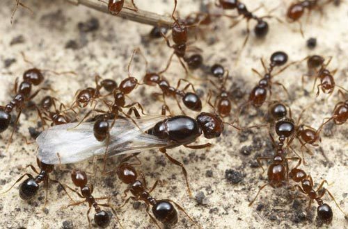 加强红火蚁阻截防控工作,目前红火蚁已传播至12个省(区,市)435个县