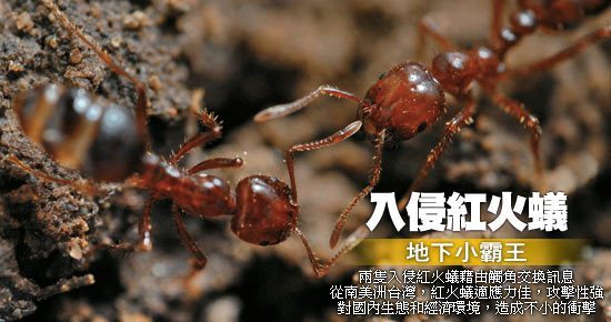 胡经甫在《中国昆虫名录—第六卷》中记载了产自福州,青岛,北京