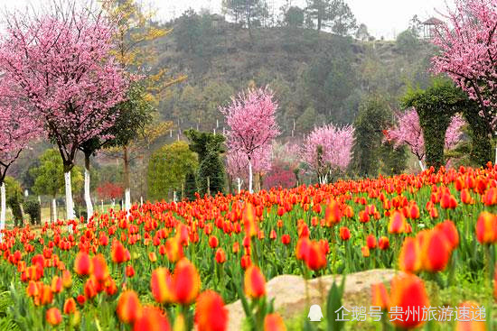 app内阅读 春暖花开,来贵州龙架山赏五彩缤纷的郁金香