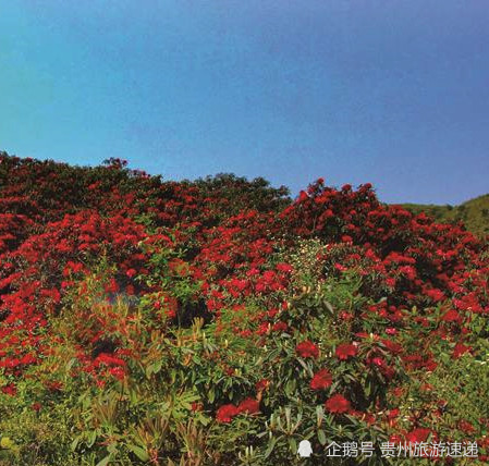 贵州3万亩千年杜鹃花海迎春绽放,美若仙境