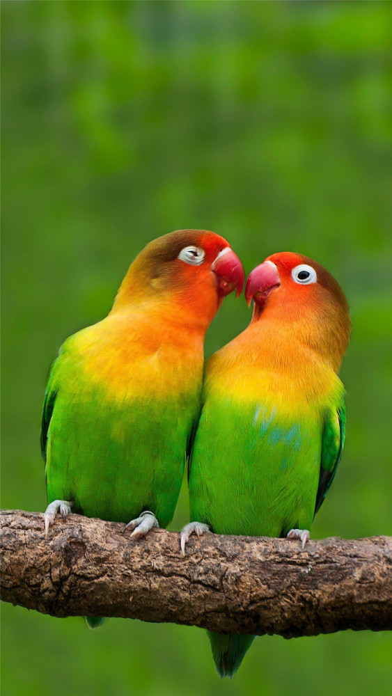 它们喜欢群居,总会与伴侣相依相偎,形影不离,所以又被称为 "爱情鸟"