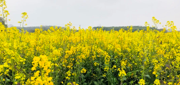 这五处赏花地,推荐给你: 1,江夏区五里界锦绣村 阳光,微风,繁花,关于