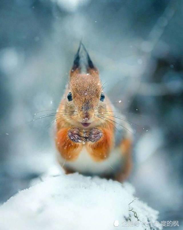 春天里的动物!