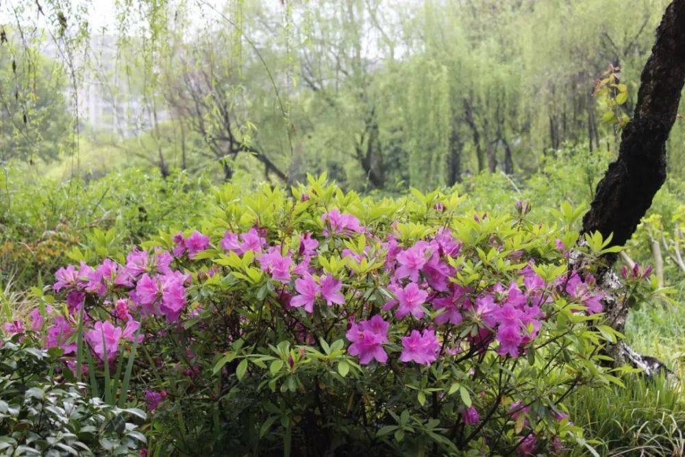 丽水市地处东南丘陵,杜鹃花分布广泛,也常用于园林绿化中.