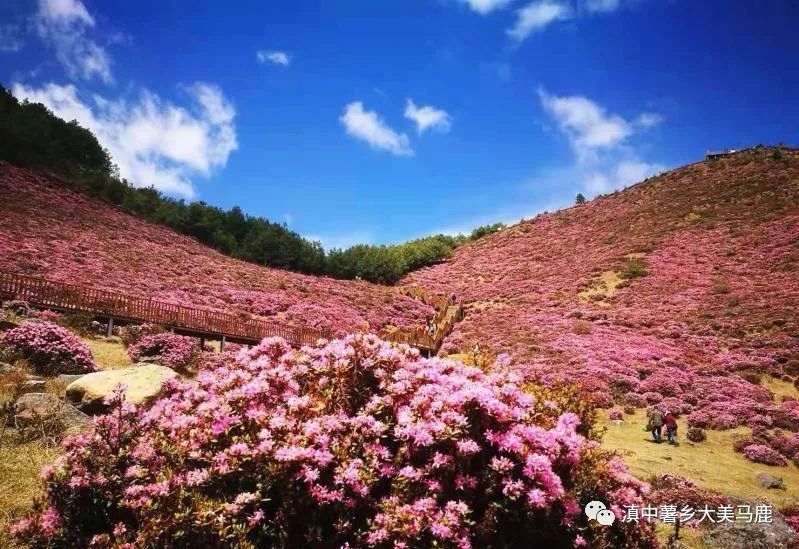 禄劝马鹿塘:快了!4000亩杜鹃花即将迎来盛花期!