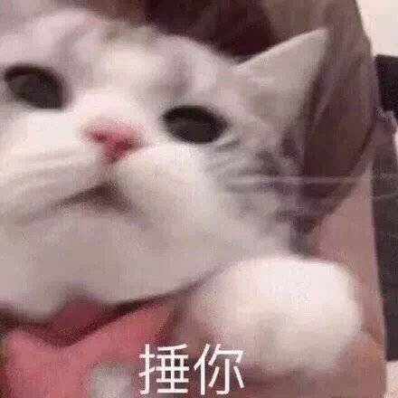 萌宠表情包:你在干什么?