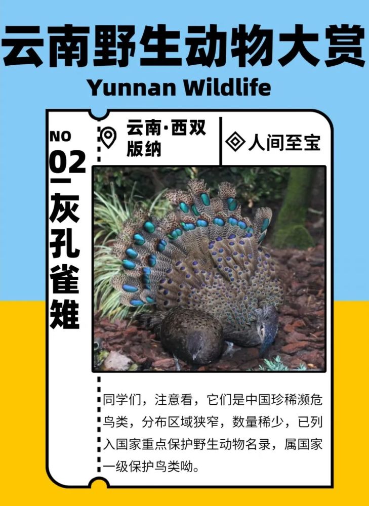 守护生物多样性—云南野生动物大赛第二弹来喽,有没有你认识的小