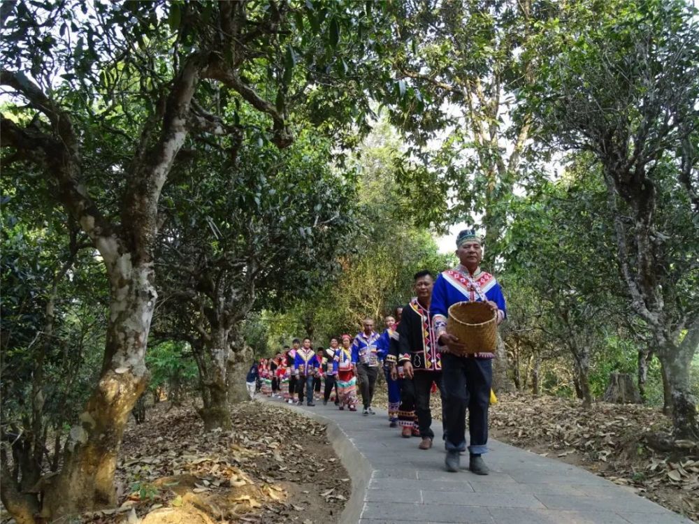 我和勐海茶山有个约会!