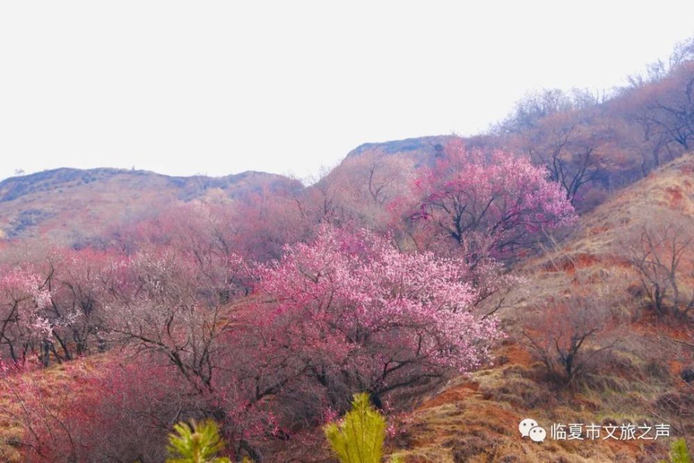 临夏市南龙镇杏花岭邀您赴一场杏花春雨