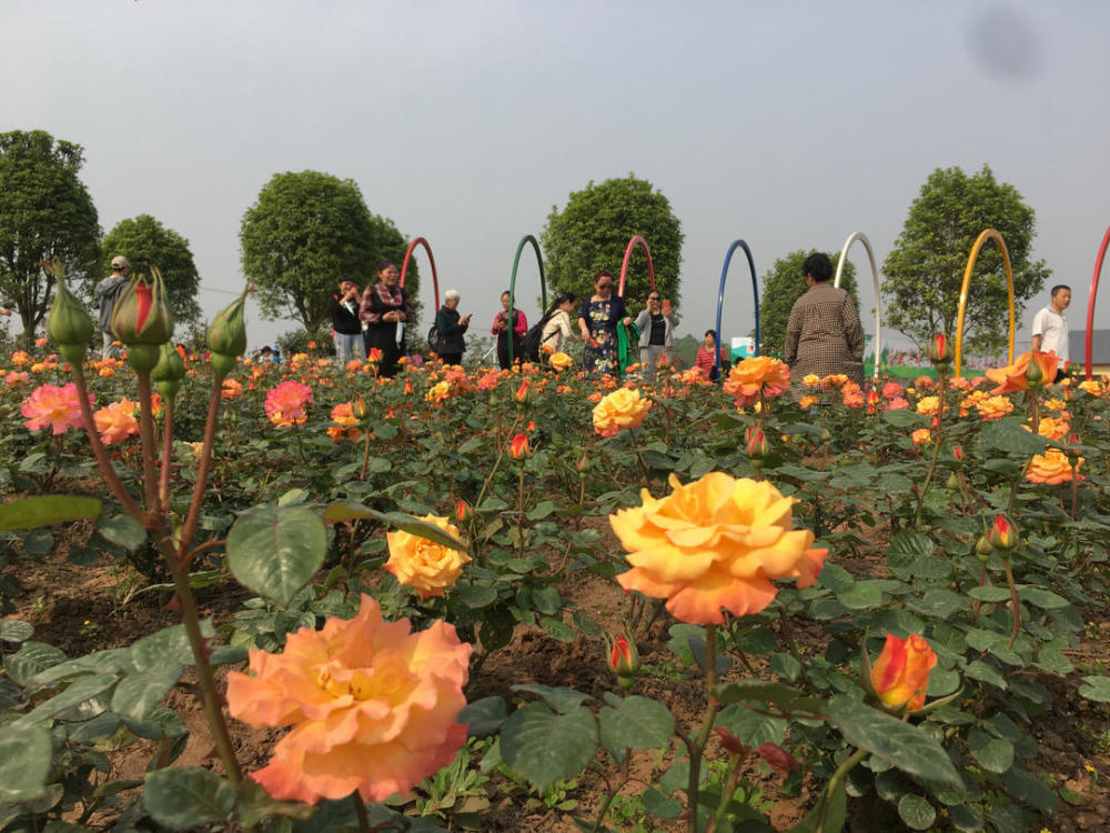 近百万株月季玫瑰盛放迎客四川自贡贡井"花海"吸引近万市民打卡