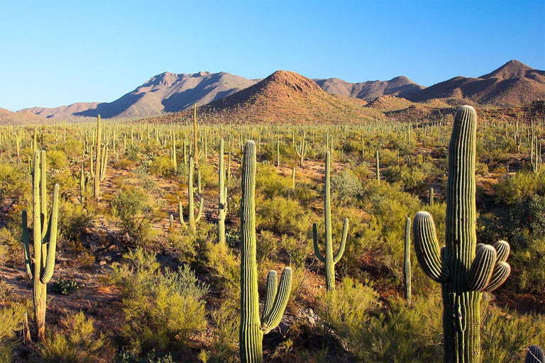 索诺兰沙漠索诺兰沙漠(sonoran desert)位于美国和墨西哥交界处,是