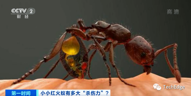 红火蚁(学名:solenopsis invicta buren)的拉丁名意指"无敌的"蚂蚁