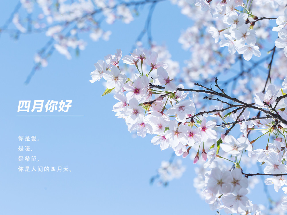 四月发朋友圈的唯美文案15句_腾讯新闻
