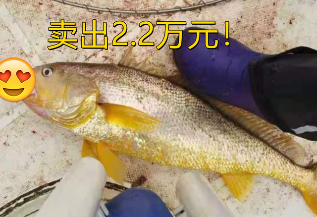 舟山一渔民钓到2.6公斤野生大黄鱼,卖出22000元,看着都眼馋