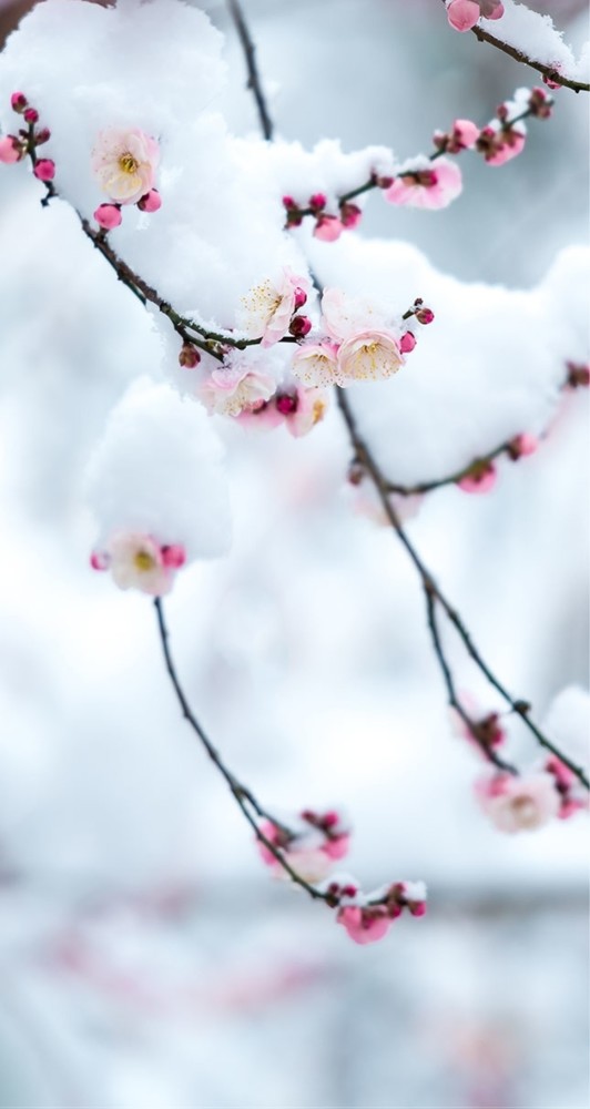 茅舍疏篱飘残雪,梅卧低枝入新诗