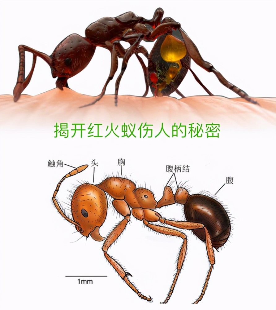 无敌的蚂蚁:百种最危险入侵物种之一的红火蚁,有多大的杀伤力?
