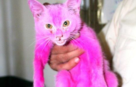 "为了让我的猫博眼球,我给猫咪染色了"