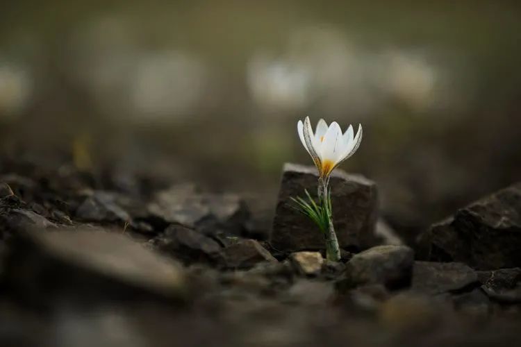 简谱野百合也有春天_野百合也有春天(3)