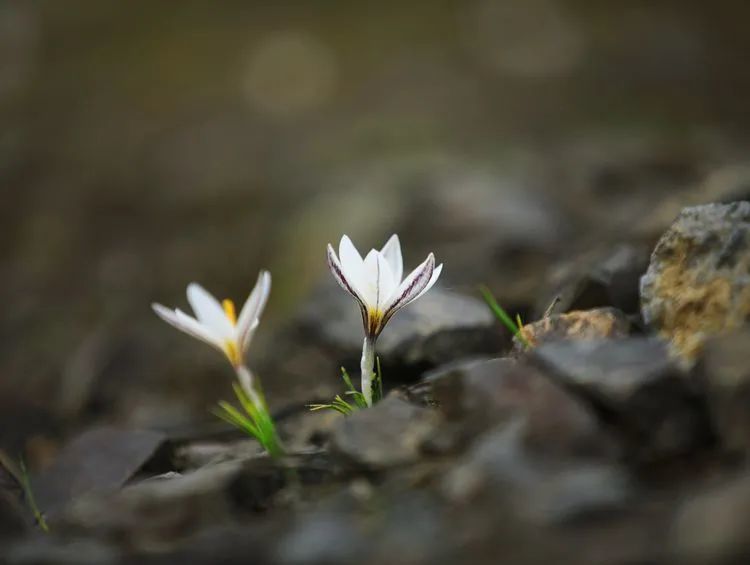 简谱野百合也有春天_野百合也有春天(2)