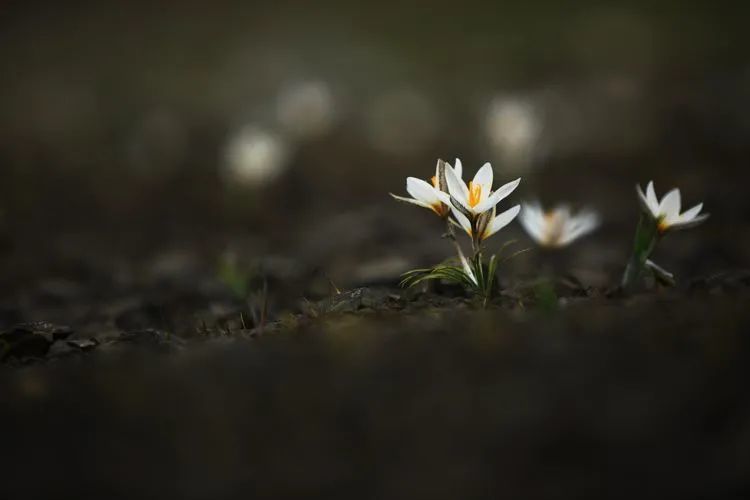 简谱野百合也有春天_野百合也有春天(2)