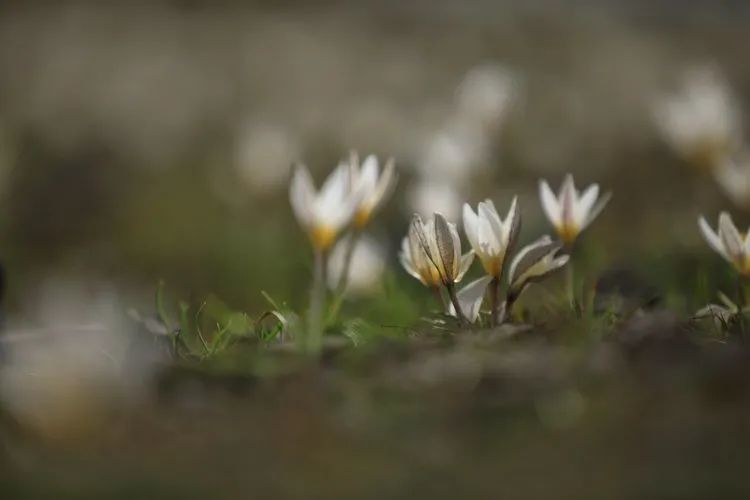 简谱野百合也有春天_野百合也有春天(2)