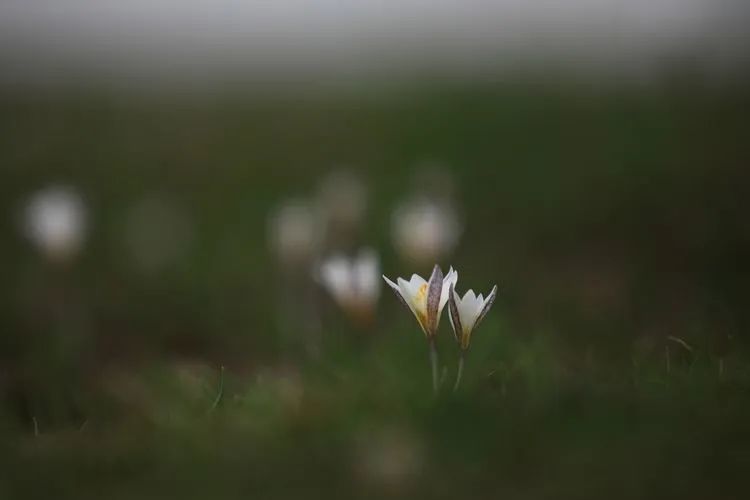 简谱野百合也有春天_野百合也有春天(2)