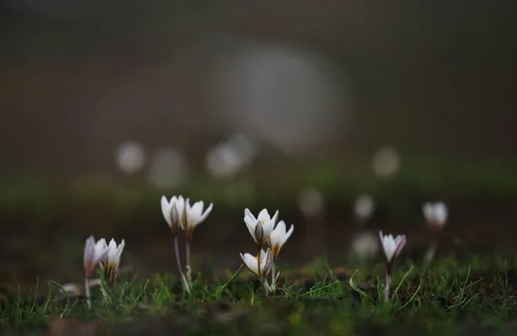 简谱野百合也有春天_野百合也有春天(3)