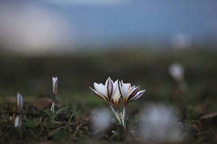 简谱野百合也有春天_野百合也有春天(2)