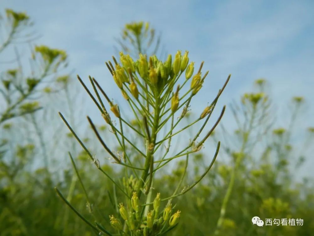 十字花科播娘蒿属 别名:米米蒿 花期:4-5月