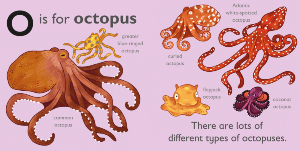 common octopus(普通章鱼), blue-ringed octopus(蓝环章鱼), flap