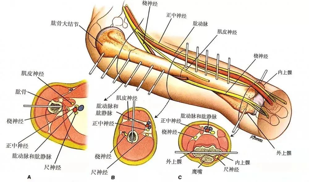 【骨科小技巧】肱骨外固定的手术入路技巧!