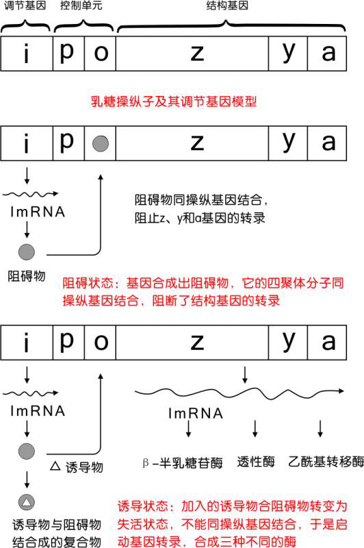 我们可以看到,在基因上有个开关,只有当这个细菌体内有乳糖时,这个