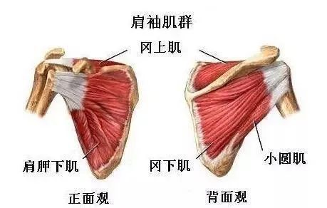 维持肩关节稳定的重要肌肉冈上肌