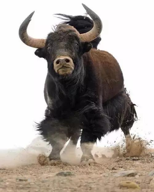 5大野牛,白肢重三千斤,西沙孤岛发现