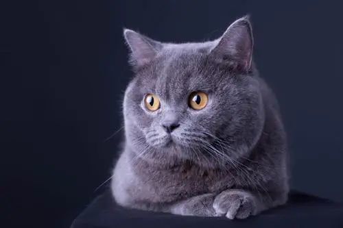 代表品种:英短蓝猫