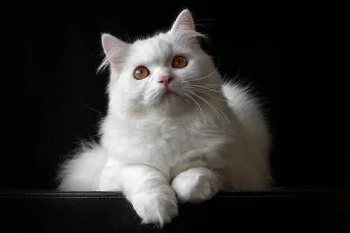 周公解梦，女人梦见猫为何不祥？
