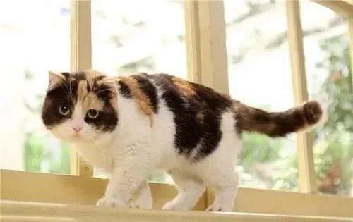 揭秘猫咪花色影响性格橘猫调皮奶牛猫蛇精