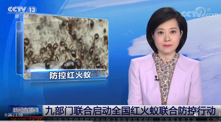 经美国入境的外来物种红火蚁不但严重危害农业生产而且人被咬伤痛苦不