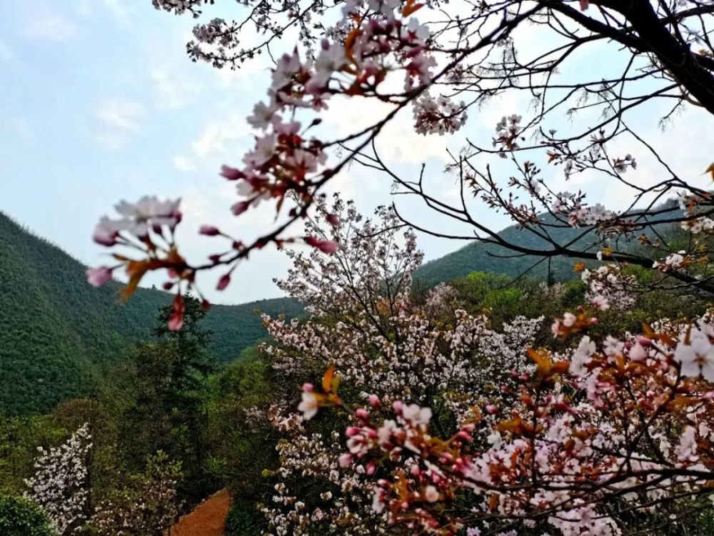 神韵安化梅王寨上山花开漫山遍野等君来