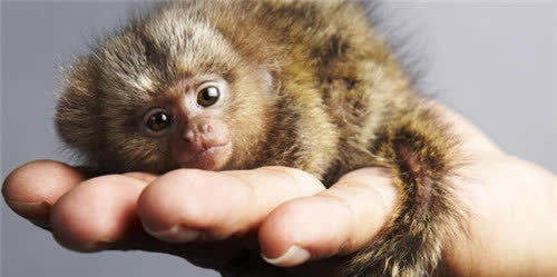 世界上最小的猴子巴掌上能放好几个网友逃不出如来佛的手心
