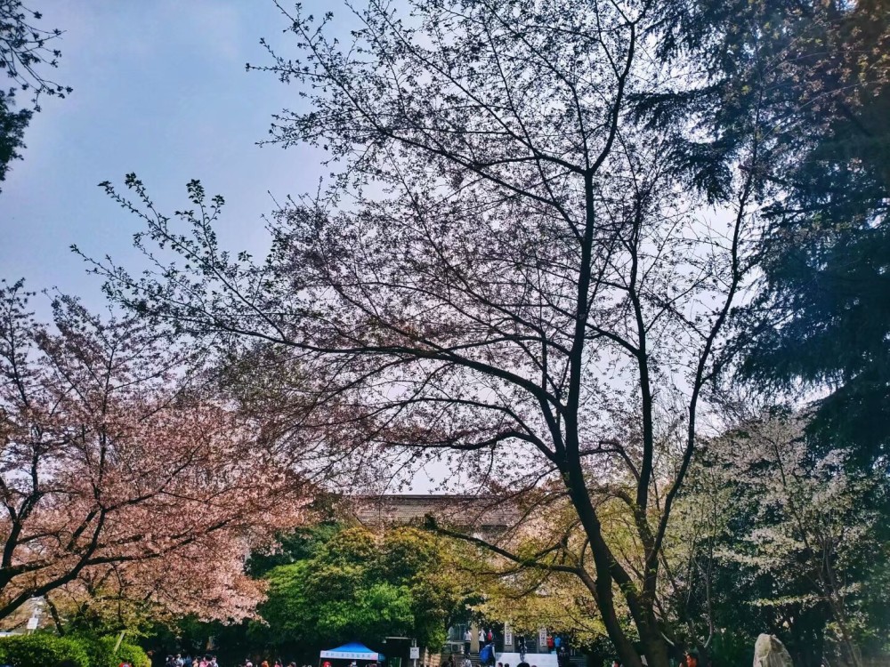 武汉大学珞珈樱花