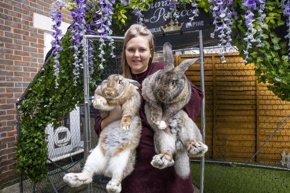 英国女生养了两只小兔子10个月长到13斤兔子好胖她很苦恼