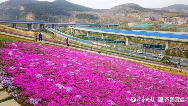 网红花海又来啦济南龙鼎大道大片福禄考花飘香