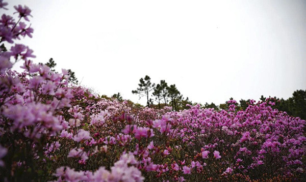 苏州东山:山青花欲燃,杜鹃盛似海