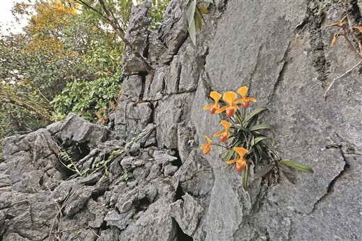 喀斯特石山峭壁几乎没有土壤,但这里却生长着世界极度濒危的兰科植物"