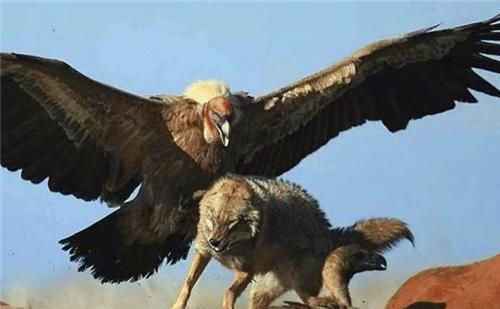世界上最大的老鹰,身高超2米,吃狮子为生,至今都没找到其天敌