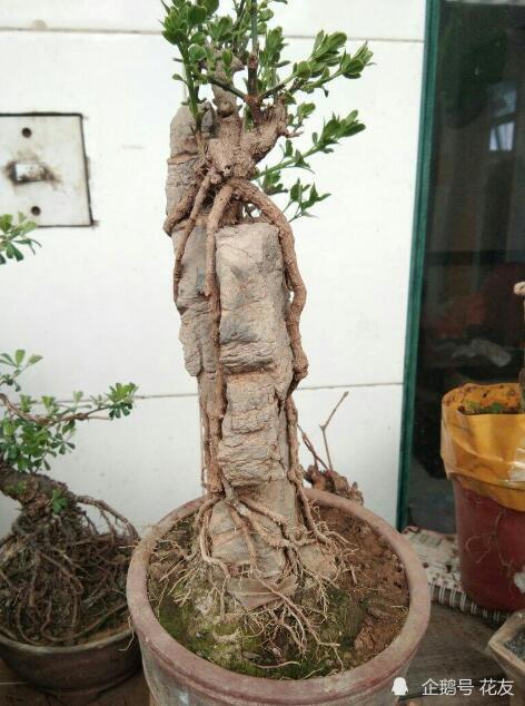 迎春花附石盆景制作,山石嶙峋,虬龙抱峰,龙爪迎春